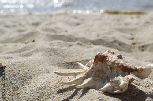 Beautiful seashell on the sand of the beach. Mollusk shell.