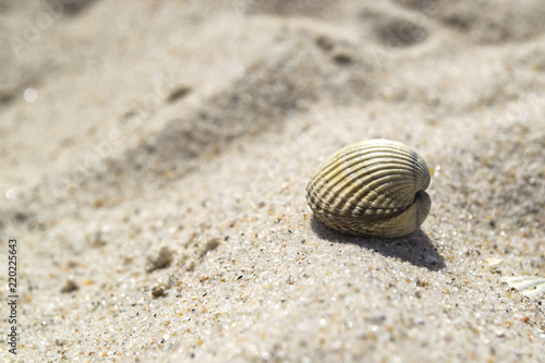 Closed seashell on the sand. Close up. © Natali Vinokurova