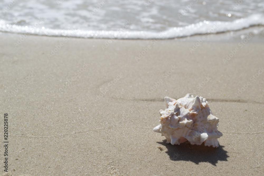 Beautiful seashell on the sand of the beach. Mollusk shell. Close up. Beautiful seashell on the sand of the beach. Mollusk shell. Close up.
