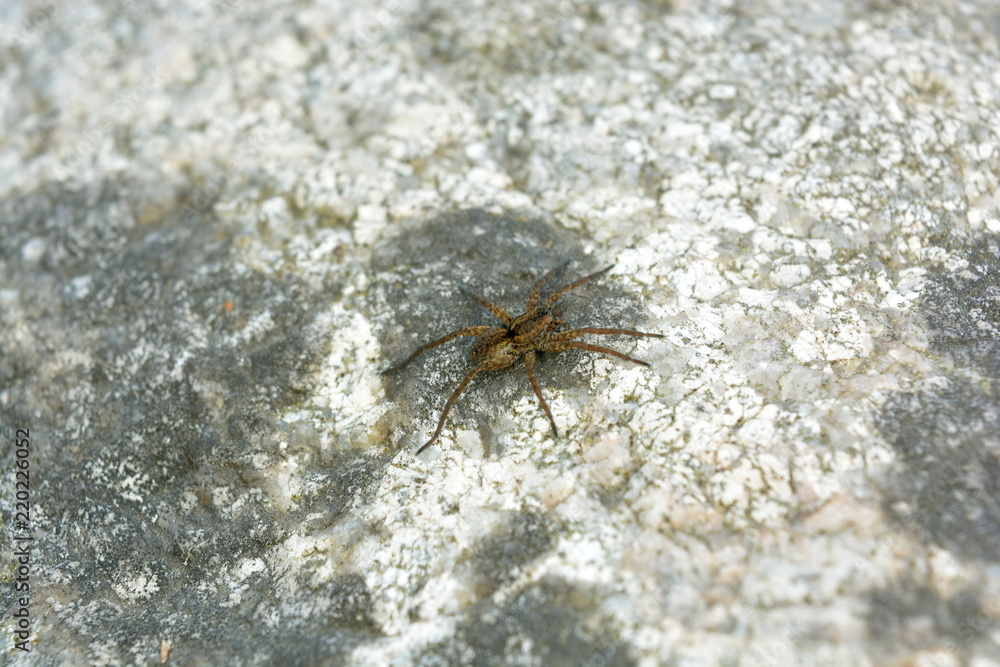 Brown spider runs across the grey stone closeup