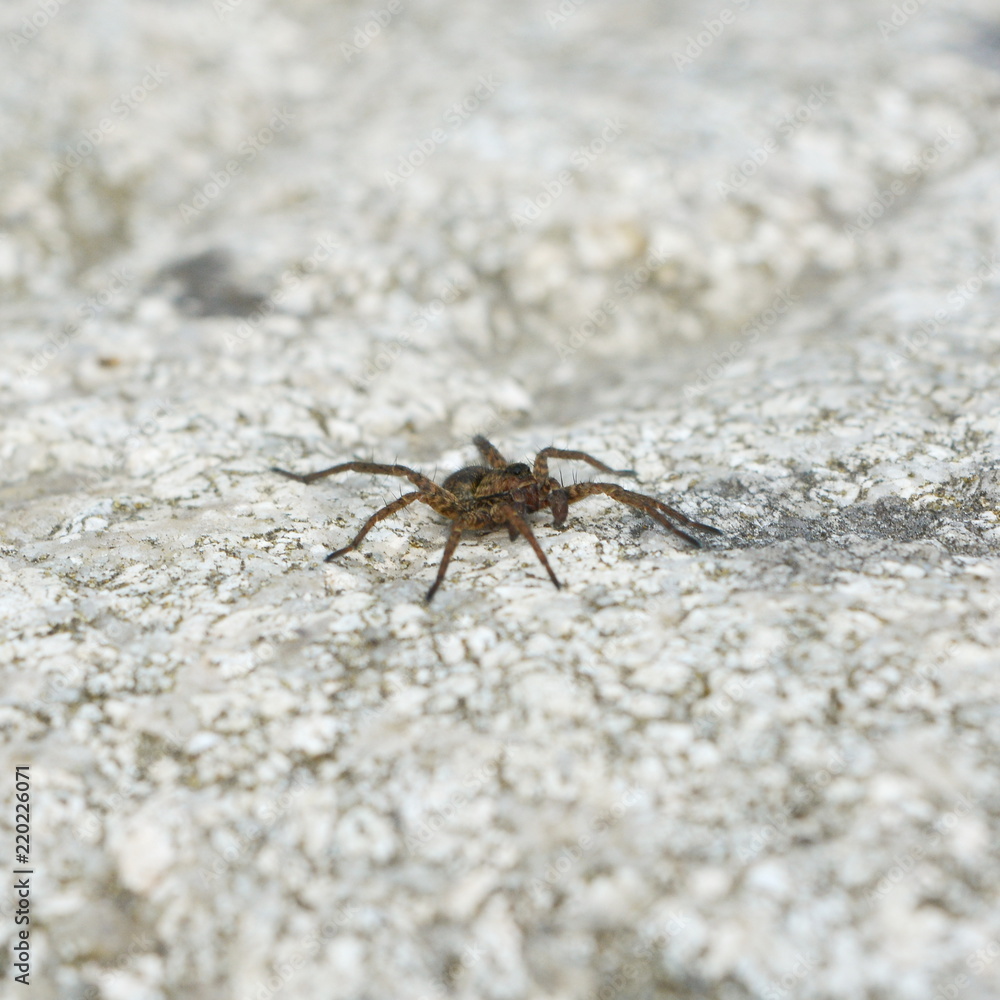 Brown spider on grey stone close up Brown spider on grey stone close up