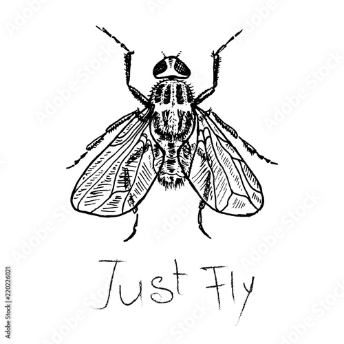 Fly poster. Just fly. Vector, sketch and type