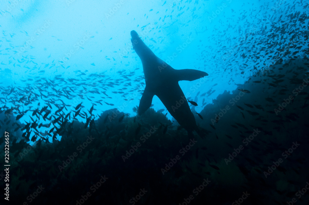 Fototapeta premium Galapagos sea lion playing and swimming near the surface.