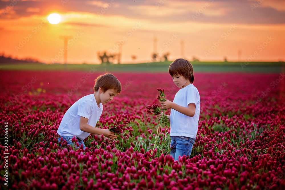 Fototapeta premium Beautiful children in gorgeous crimson clover field on sunset