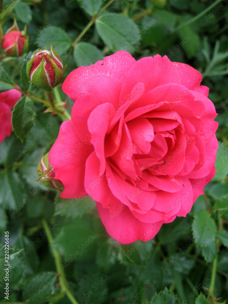 Pink rose flowers on the rose bush in the garden in summer