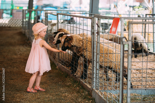 Cute 2 year old girl interacting with the livestock at the fair