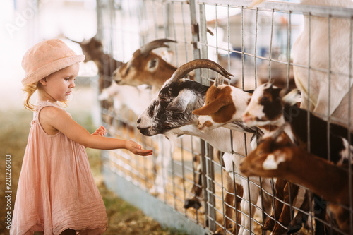 Cute 2 year old girl interacting with the livestock at the fair