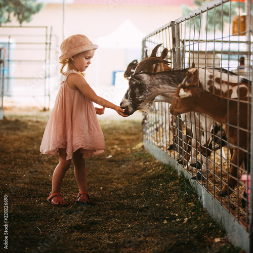Cute 2 year old girl interacting with the livestock at the fair