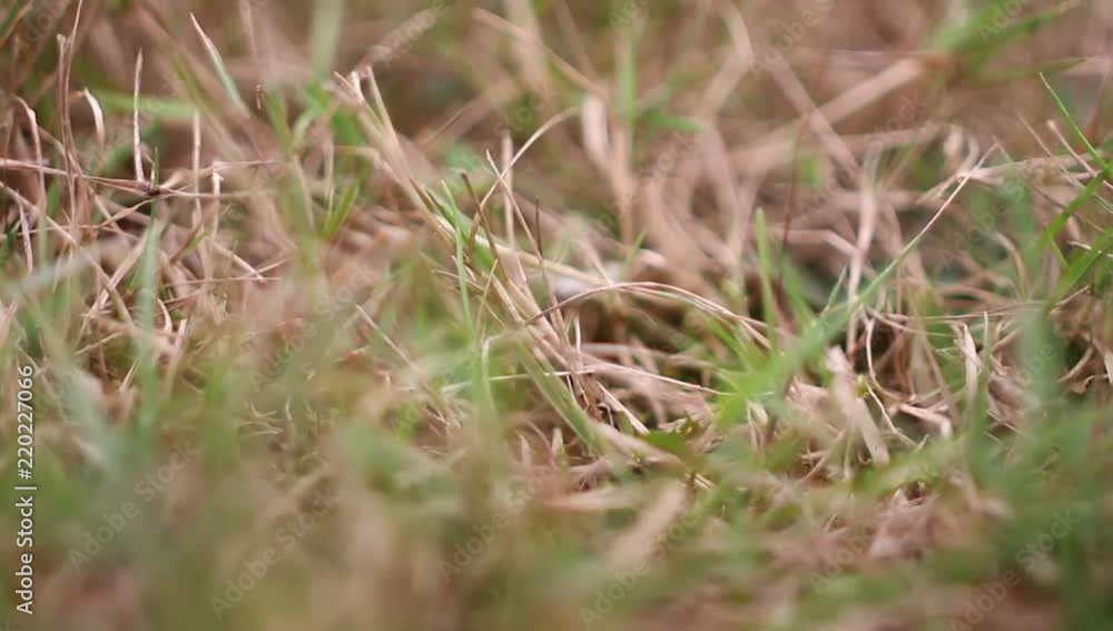 braunes und grünes Gras - Trockenheit braunes und grünes Gras - Trockenheit