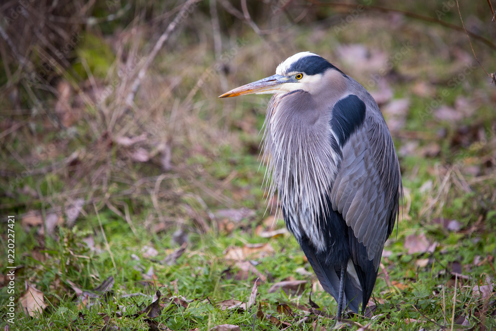 Unusually cold weather in the Pacific Northwest has animals, like this Great Blue Heron, seeking shelter; in this bird's case, even the shelter of its own flight feathers. Unusually cold weather in the Pacific Northwest has animals, like this Great Blue Heron, seeking shelter; in this bird's case, even the shelter of its own flight feathers.