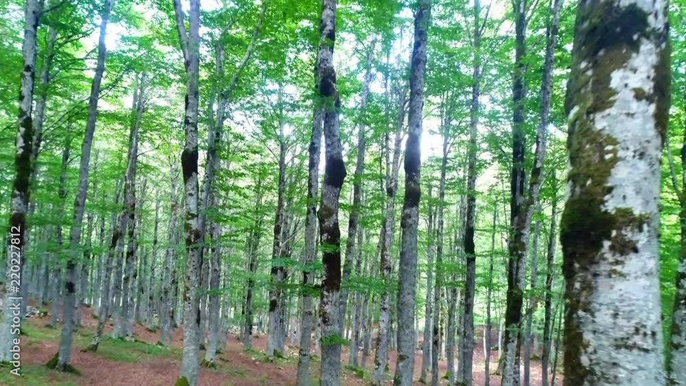 Fly into the Woods among the Beeches surrounded by nature in a beautiful landscape Fly into the Woods among the Beeches surrounded by nature in a beautiful landscape