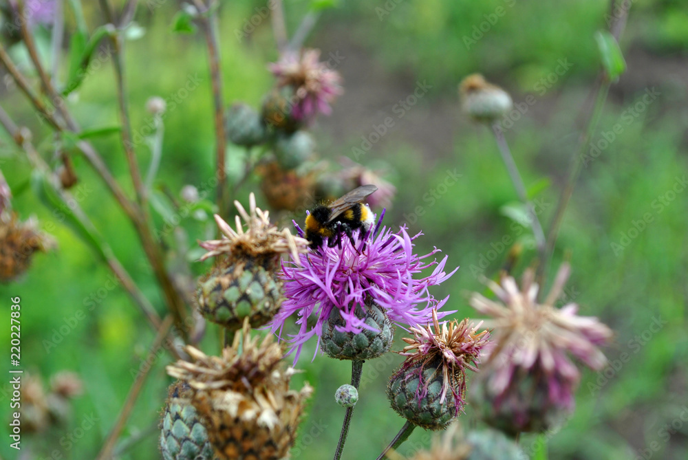 Bumblebee (bumble bee) collecting nectar on purple wild cornflower, soft green grass bokeh background Bumblebee (bumble bee) collecting nectar on purple wild cornflower, soft green grass bokeh background