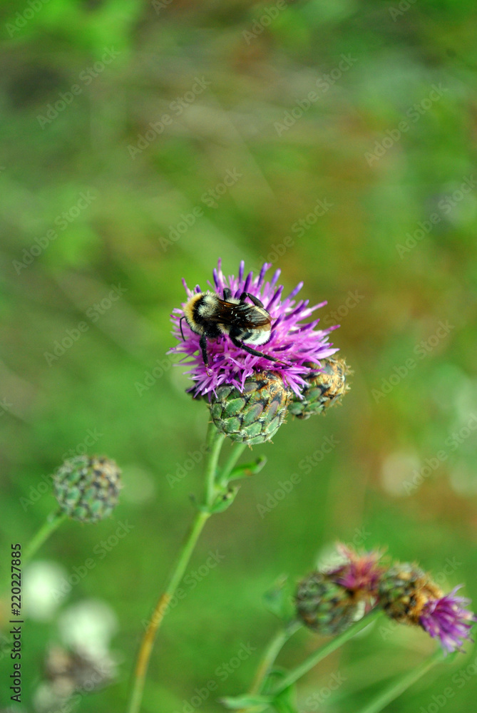 Bumblebee (bumble bee) collecting nectar on the bud of purple wild cornflower, soft green grass bokeh background Bumblebee (bumble bee) collecting nectar on the bud of purple wild cornflower, soft green grass bokeh background