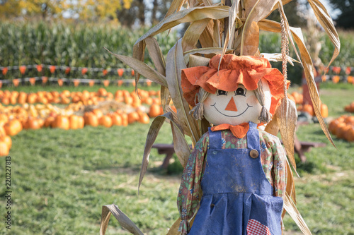 Obraz na plátně Cute, festive Halloween scarecrow stands guard in front of a pumpkin patch and corn field