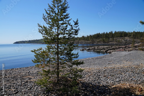 Pine on the rocky shore of the lake. Far shore, overgrown with forest. Clear sunny day. The water is calm blue, the sky is cloudless blue.