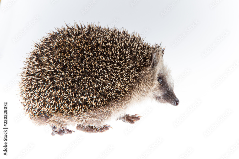 Obraz premium Igel (Erinaceus europaeus) geht weg