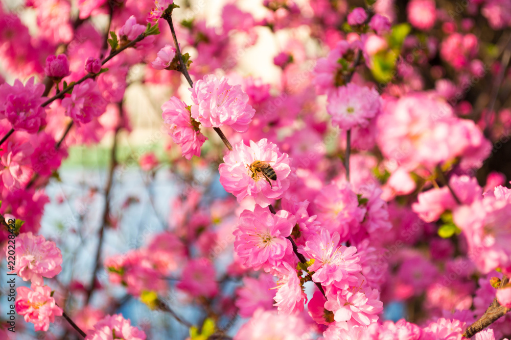Bumblebee on a pink tree 