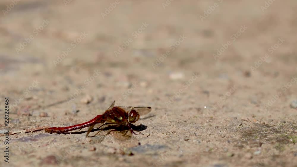 common darter dragonfly, Sympetrum striolatum, resting on gravel during a sunny day in august common darter dragonfly, Sympetrum striolatum, resting on gravel during a sunny day in august