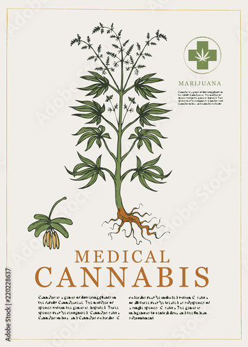 Hand-drawn Botanical vector illustration in retro style with plant of medical cannabis. Page of an old book. Hemp, Cannabis or marijuana, medicinal plant