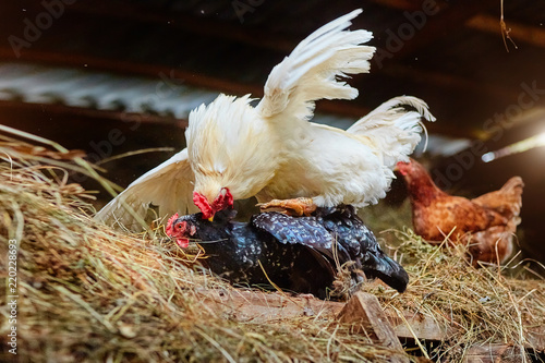 Mating of a white rooster and a black hen on a farm, in a henhouse with hay