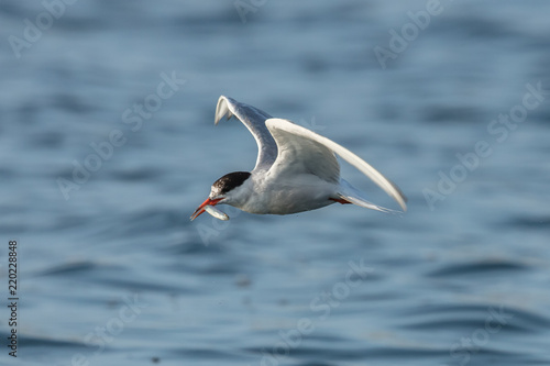 Seeschwalbe im flug