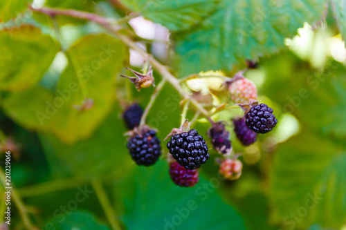 Blackberries macro ripening on green branch in summer