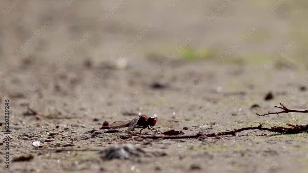 common darter dragonfly, Sympetrum striolatum, resting on gravel during a sunny day in august common darter dragonfly, Sympetrum striolatum, resting on gravel during a sunny day in august