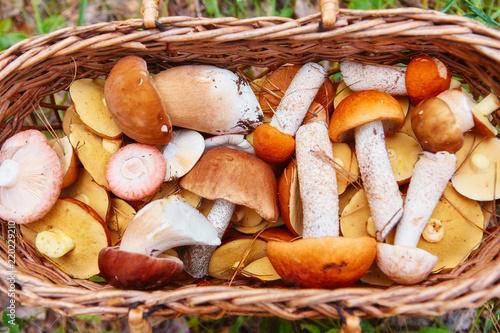 It is a lot of fresh-gathered forest mushrooms with brown and orange hats, a close up