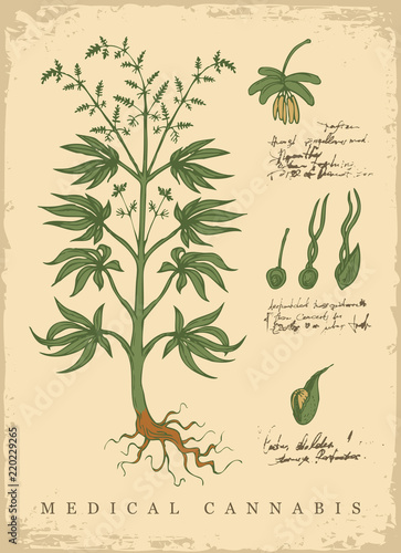 Hand-drawn Botanical vector illustration in retro style with plant of medical cannabis. Page of an old book with handwriting inscriptions. Hemp, Cannabis or marijuana, medicinal plant