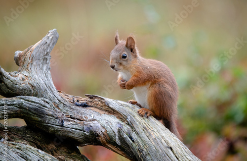 Red squirrel (Sciurus vulgaris) in fall © STUEDAL