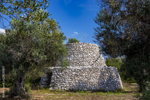 ancient olive trees of Salento  Italy  Puglia