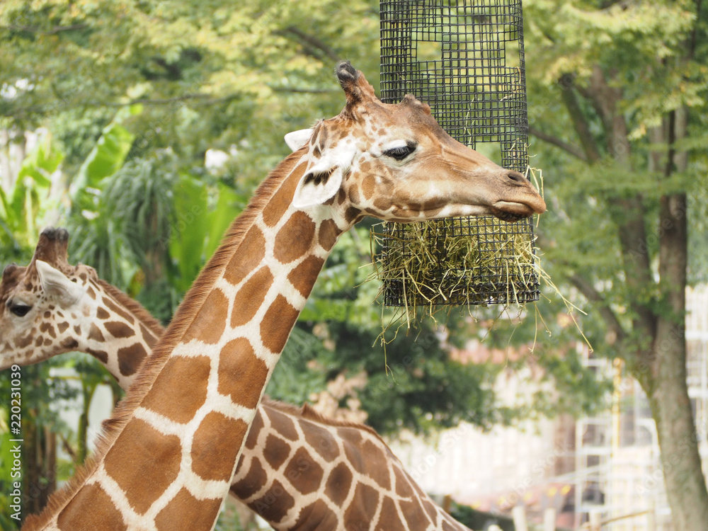 餌を食べるキリン Stock 写真 Adobe Stock 餌を食べるキリン Stock 写真 Adobe Stock