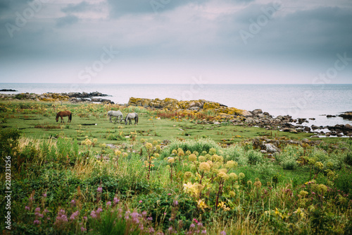 Horses grassing in lush fields near the ocean