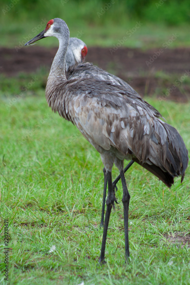 Fototapeta premium sandhill crane