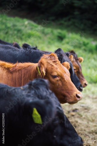Cows in a field