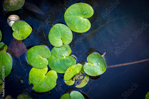 small green leafs in lake water
