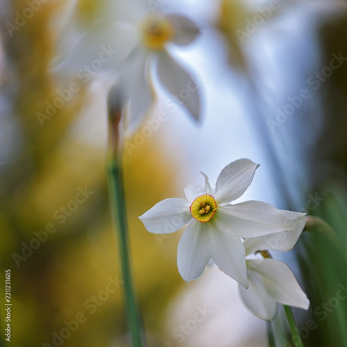 Fototapeta Naklejka Na Ścianę i Meble -  Weisse Narzissen