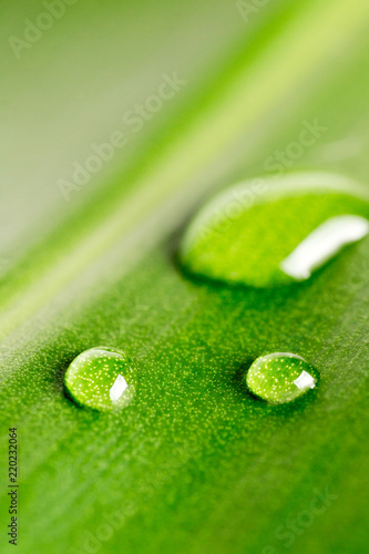 Drops of water on the leaves Indulge in freshness and life.