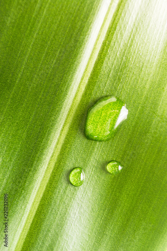 Drops of water on the leaves Indulge in freshness and life.