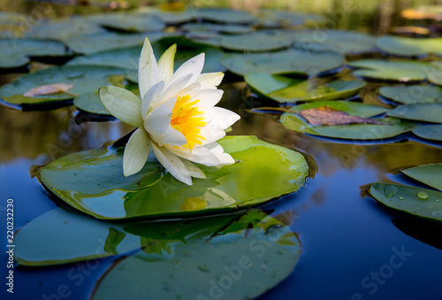 water lily flower on lake
