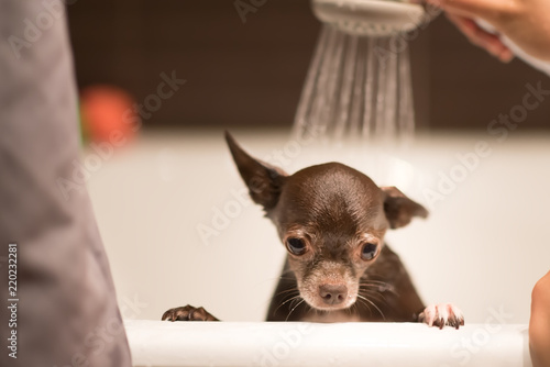 portrait of a brown or chocolate chihuahua in a bathroom at home. The dog will swim. Drops of water from the shower are poured on the dog.