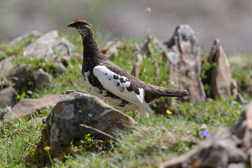 Fototapeta premium Schneehuhn