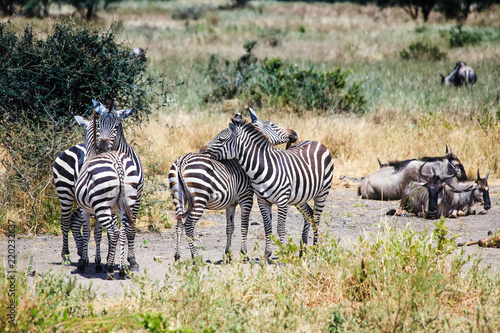 Tanzania  Africa