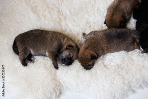 Close-up portrait of two cute newborn Shiba Inu puppies sleeping together on the blanket. © Anastasiia