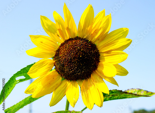 Fototapeta Naklejka Na Ścianę i Meble -  sunflower in the summer in the village