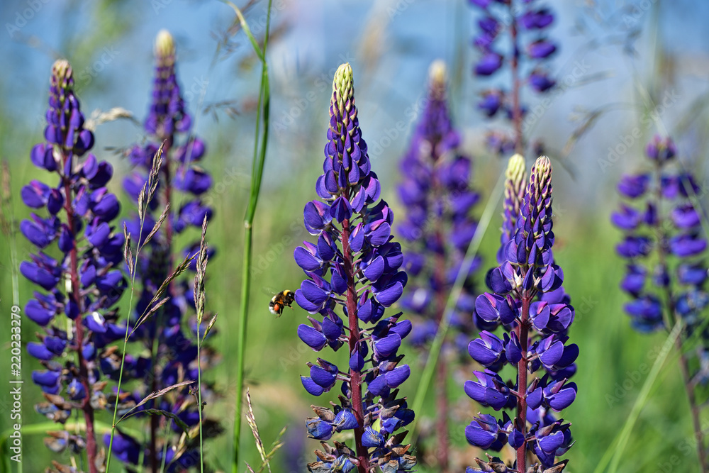 Fototapeta premium Blaue Lupinen