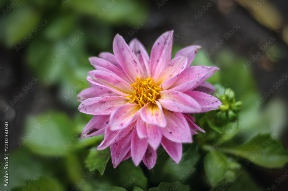some flower some flower