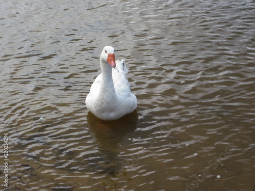 Cisne blanco sobre el agua