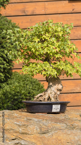 Bonsai exhibition outside on a sunny day.