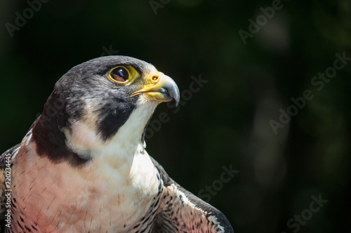 Photography Peregrine Portrait 3